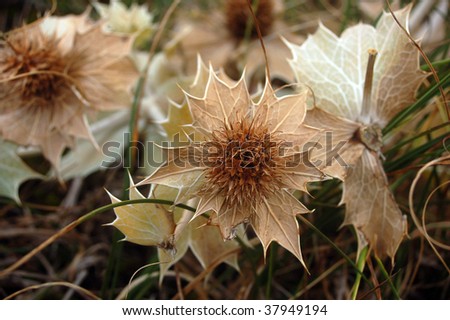 barbed desert flower