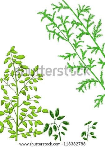 Green plants on a white background. Plants isolated on white