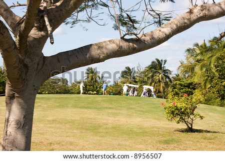 women tee off on golf course under branch of tree