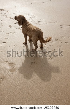dog with a big shadow on a sandy beach