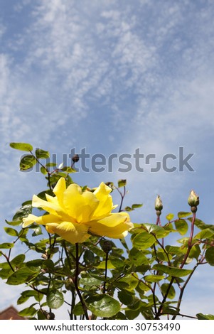 yellow rose with closed buds against a blue sky