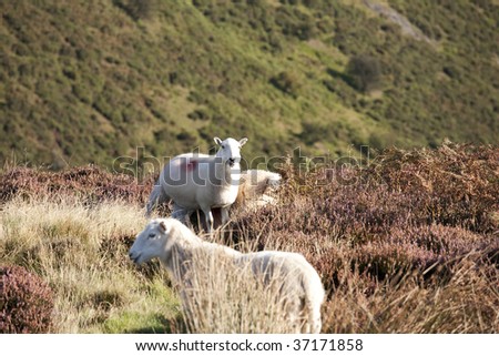 sheep grazing in the heather on the top of a moorland hill