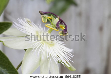 macro of white  passion flower fully open