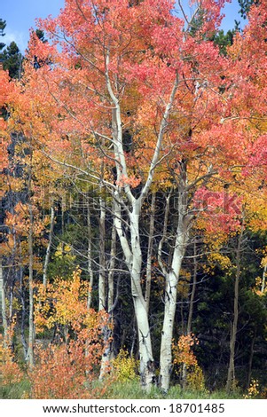 This is a view of some rare red aspens in Colorado.