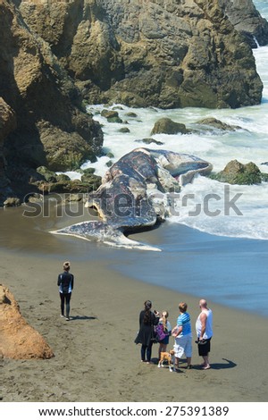 PACIFICA, CA - April 18: Curious onlookers view a 50-foot Sperm Whale discovered on April 14. Earlier scientist performed a necropsy. Taken at Sharp Park State Beach in Pacifica, CA on April 18, 2015