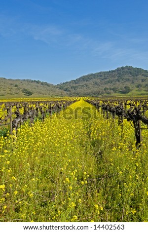 Mustard growing between grape vines in Napa California