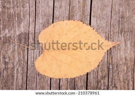 Linden leaf over wooden surface