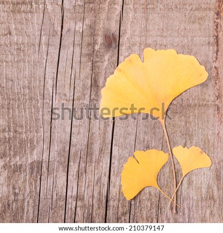 Autumn background of ginkgo leaves over wooden surface