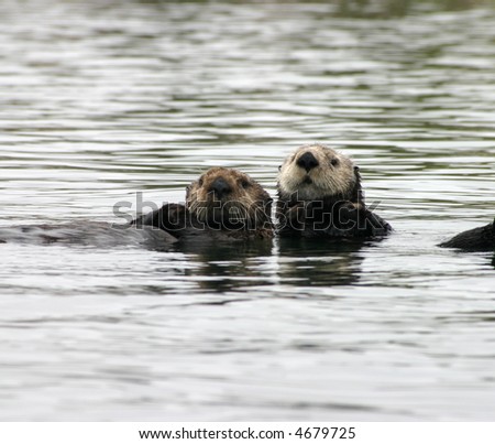 Two cute otters in the water