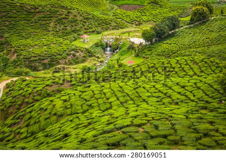 Malaysia tea farm