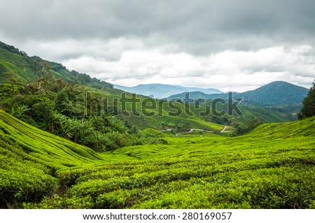 Malaysia tea farm landscape