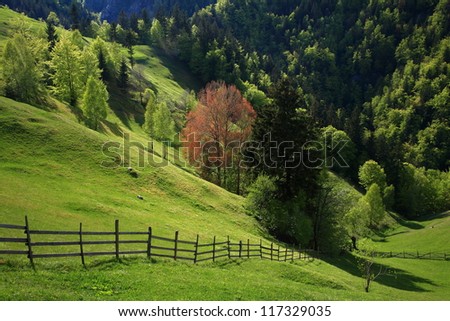Green meadow under spring sun, Piatra Craiului mountains, Romania
