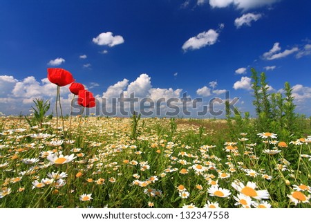 Floral field under the blue sky and white clouds in the summer