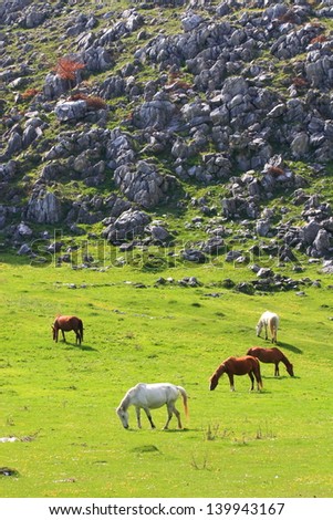 Free horses feeding on a green mountain meadow