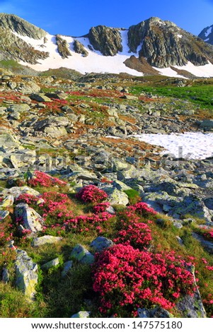 Mountain flowers on the rocky slopes in sunny day