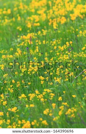 Fresh yellow flowers scattered on green meadow