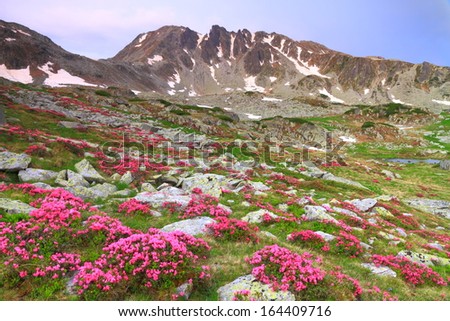 Red mountain flowers scattered on green slope