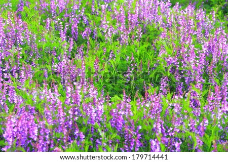 Field of mauve flowers scattered on green meadow