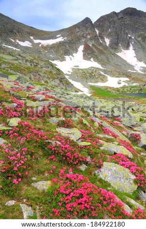 Pink mountain flowers scattered on the valley