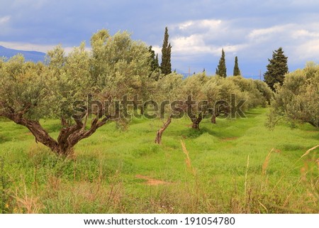 Orchard of olive trees, Greece