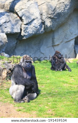 Group of gorillas resting on the grass