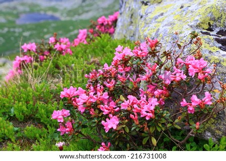 Bunch of pink flowers decorate a granite boulder on the mountain