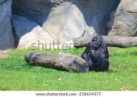 Young gorilla resting on the grass
