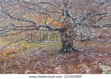 Old tree surrounded by thin fog in autumn