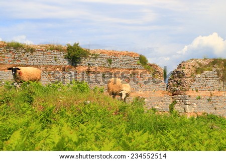 Sheep pair on a green meadow near the walls and gates of ancient Roman town of Nicopolis, Greece