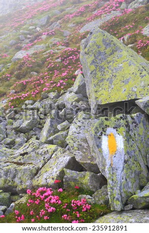 Pink flowers around yellow trail sign painted on the rocks