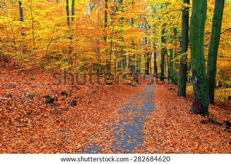 Alley covered with orange leaves inside autumn forest