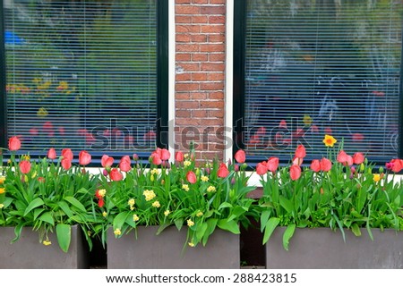 Beautiful flowers decorate a sidewalk in Prinseneiland, Amsterdam, Holland