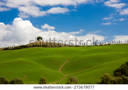 Typical tuscan landscape with cypress road and tree, Tuscany, Italy