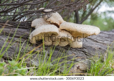 little family tree mushrooms on the old tree trunk