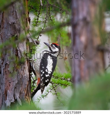 small woodpecker with a red hat sits on a tree trunk