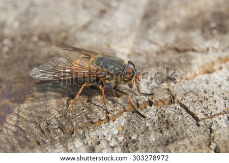 horsefly it is sitting on a tree cut close up