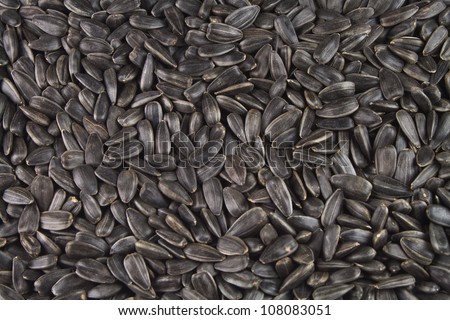 Photo of seeds of a sunflower for sunflower-seed oil