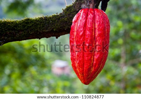 cacao pod on tree (theobroma cacao) - stage of ripening