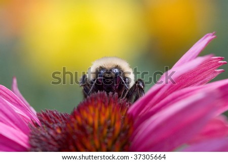 closeup of a bee gathering nectar from a purple cone flower (echinacea purpurea)