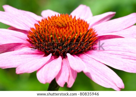 macro of a purple cone flower with beautiful pink petals