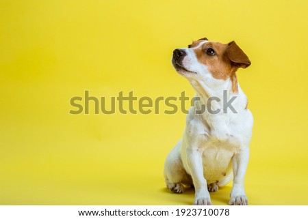 Similar – Image, Stock Photo beautiful jack russell dog lying on bed listening to music on headset. home, indoors, music and lifestyle