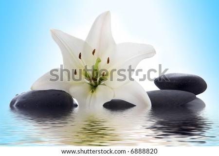 madonna lily and spa stone in water on blue