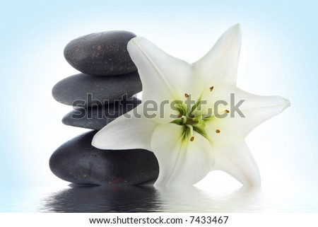 madonna lily and spa stone in water on white