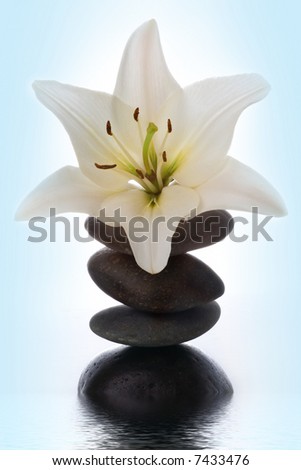 madonna lily and spa stone in water on white