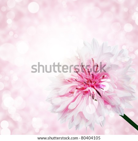 flower with  bokeh summer background