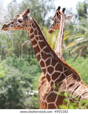 Two giraffes stand tall - it\'s the only way they know how.