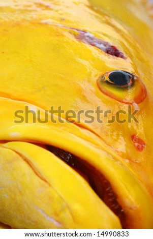 A Big Yellow fish caught in the ocean off the island of Santa Cruz, Ecuador