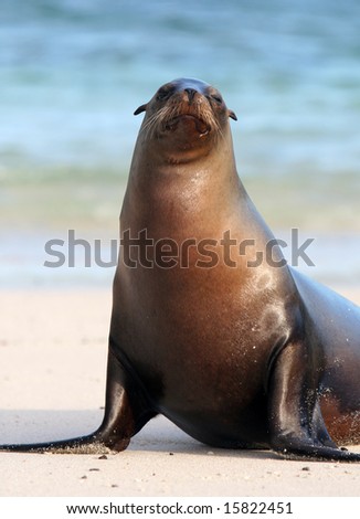 A Sea Lion poses for the tourists on the island of Santa Fe, Ecuador