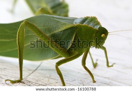 Grasshopper Leaf Bug in Ecuador