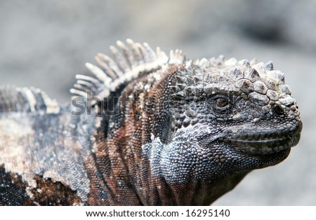 Close Up Galapagos Marine Iguana with great detail of the scales and eye